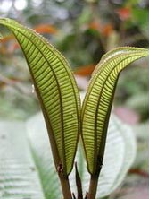 dona manglani plant