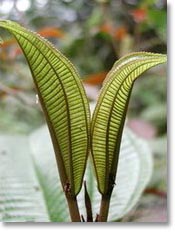 dona manglani plant