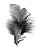 New Cross Natural Therapy Kinesiology