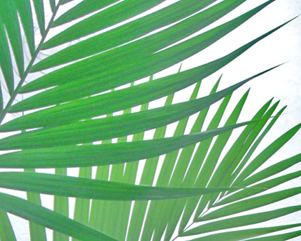 ferny