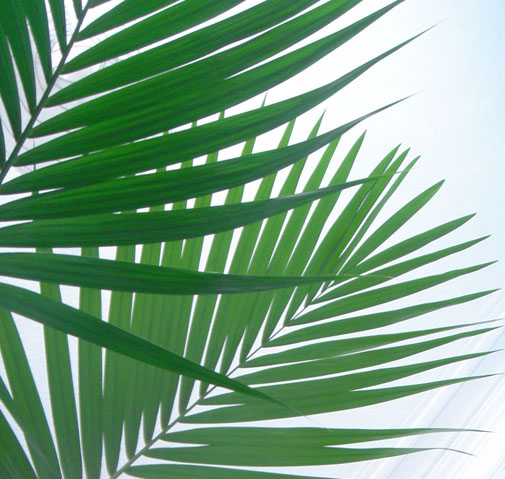 Frond
