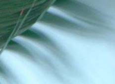 New Cross Natural Therapy Centre Chinese Herbs