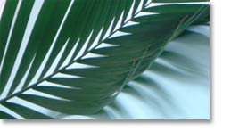 chantal goodey new cross natural shadow